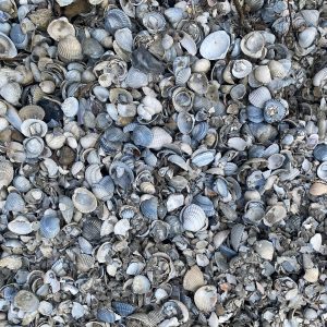 Klei schelpen