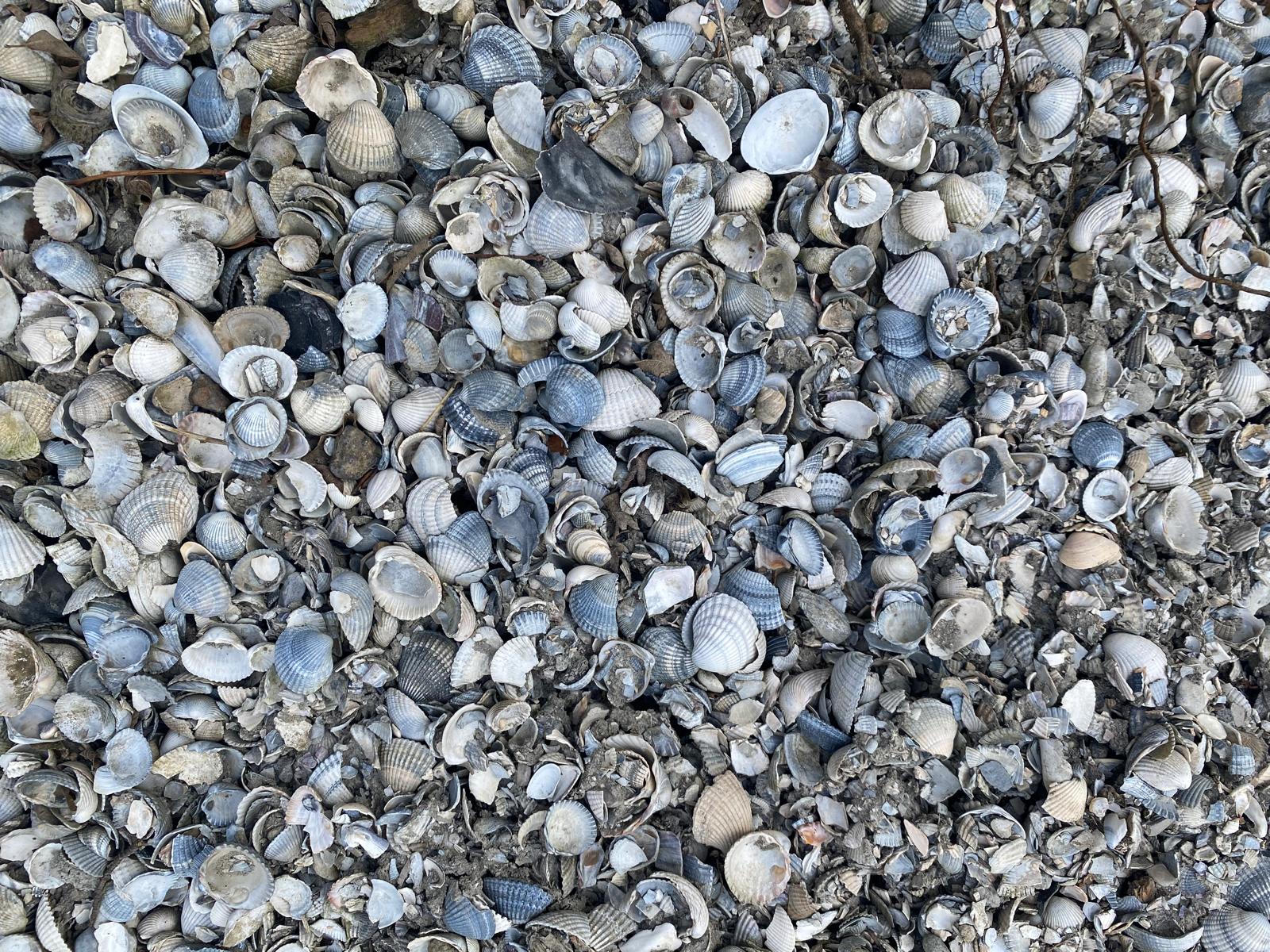 Klei schelpen