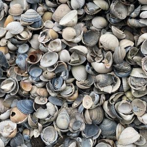 Schone schelpen